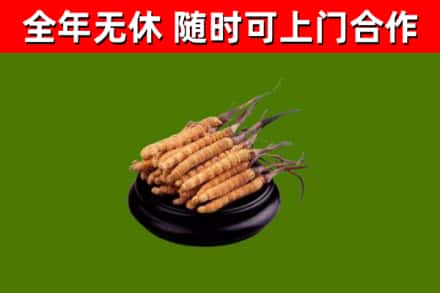 蕉城区烟酒回收冬虫夏草.jpg
